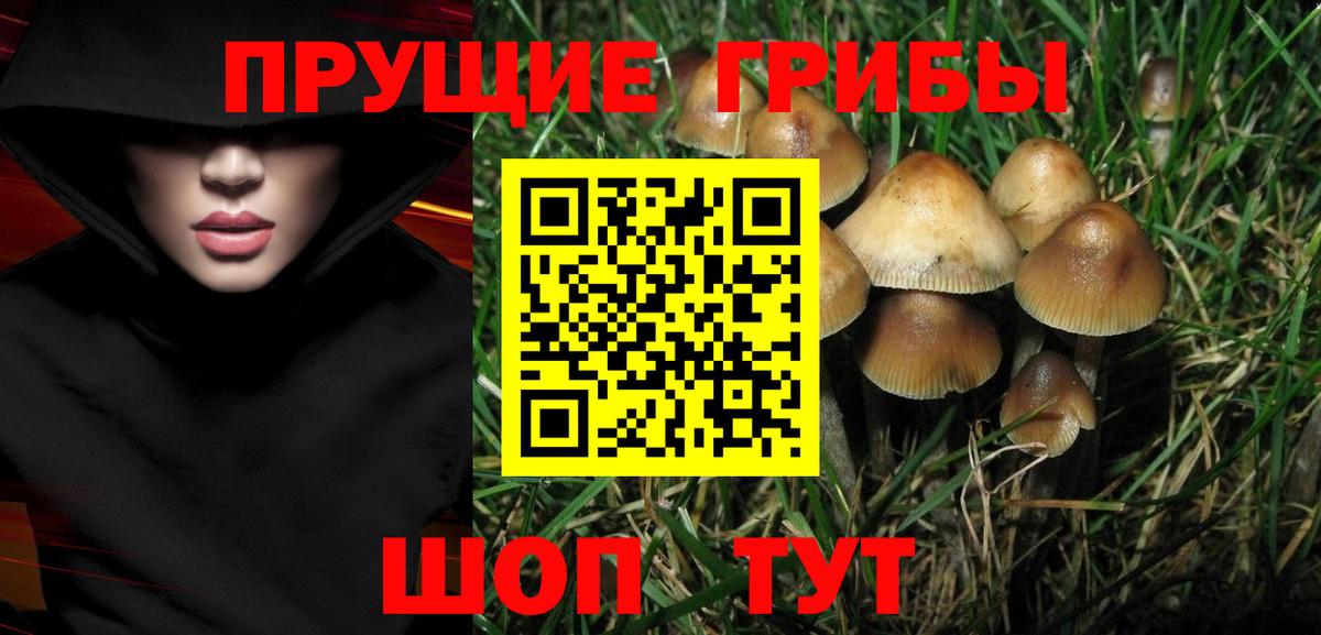 Псилоцибиновые грибы Psilocybine cubensis Ленинск-Кузнецкий
